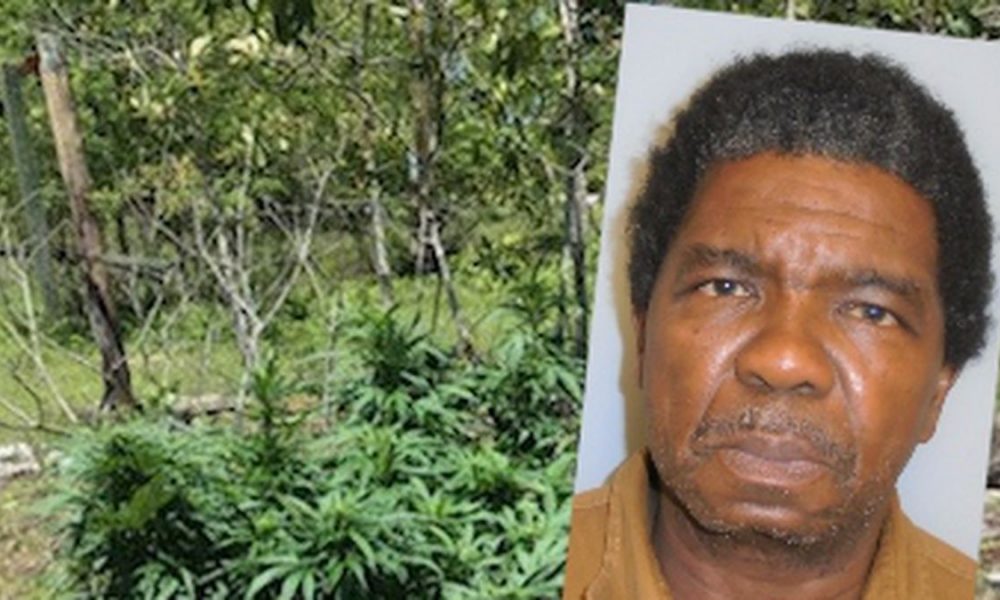 Marijuana grow operation busted in Burke County - MDMH Augusta